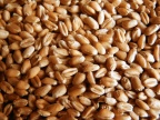 Пшеница (3, 4, 5 класс)